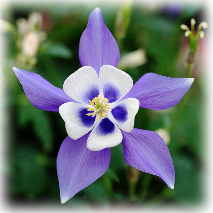 columbine photo